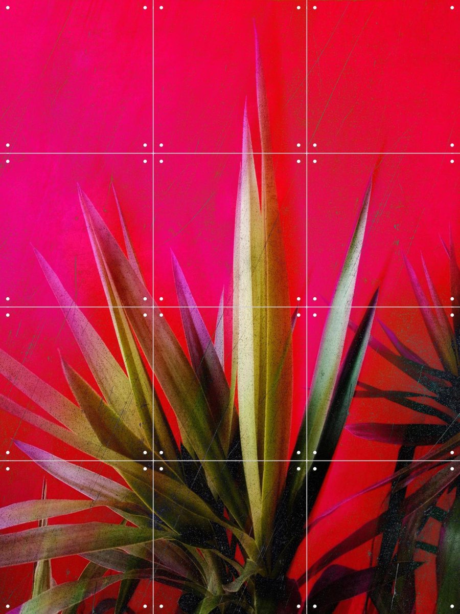 IXXI Magenta and Green, Angelo Cerantola - 60 x 80 cm - Gratis ophangtool - Grote wanddecoratie en posters - Abstract, Kleurrijk, Digitale Kunst