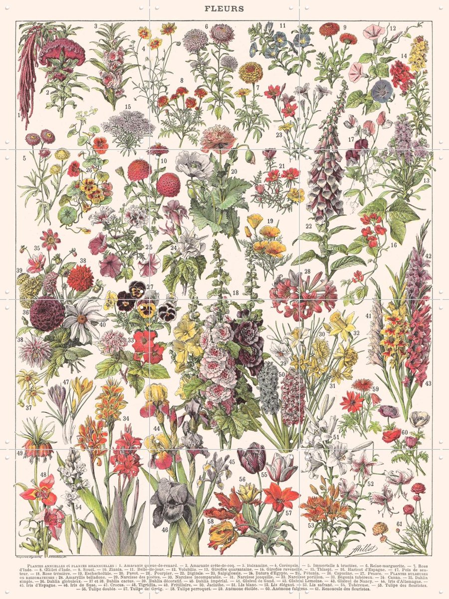 IXXI Fleurs Larousse print, Aster Edition - 60 x 80 cm - Gratis ophangtool - Grote wanddecoratie en posters - Kleurrijk, Naturalisme, Vintage