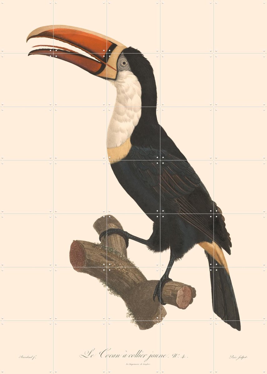 IXXI Le Toucan a Collier Jaune, Aster Edition - 100 x 140 cm - Gratis ophangtool - Grote wanddecoratie en posters - Illustraties, Vintage, Woonkamer