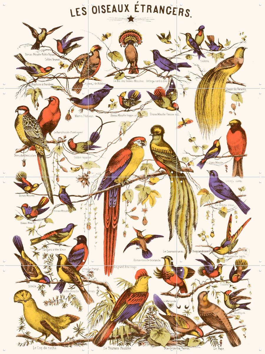 IXXI Les Oiseaux Etrangers, Aster Edition - 60 x 80 cm - Gratis ophangtool - Grote wanddecoratie en posters - Kleurrijk, Illustraties, Vintage