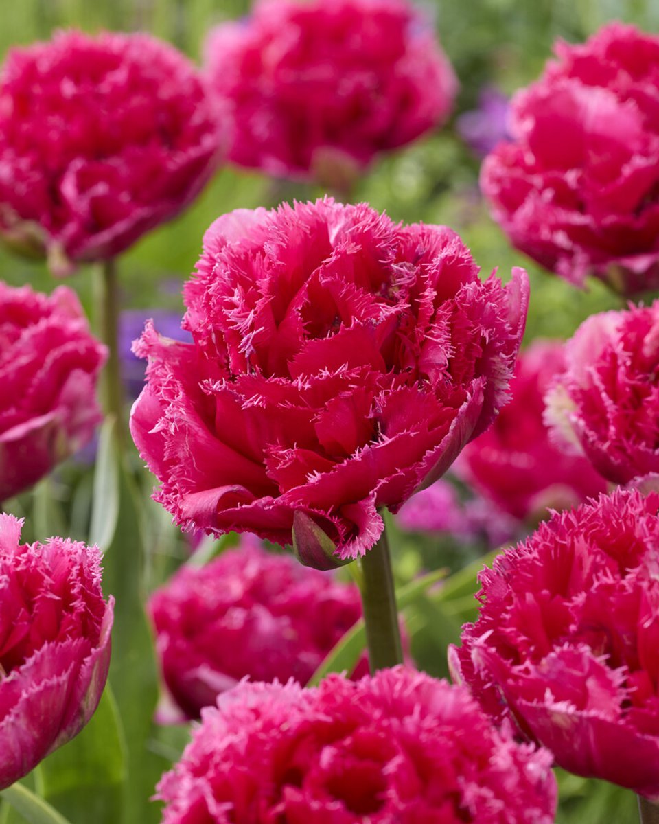 10x Tulpen 'Wind of change' - BULBi® Bloembollen met bloeigarantie
