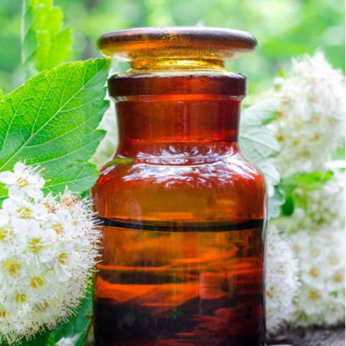 Litsea Cubeba - Meikruid - May Chang Etherische Olie - 50 ml