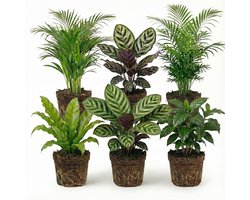 vdvelde.com - Luchtzuiverende kamerplanten set 6 stuks - Onderhoudsvriendelijke groene planten voor thuis & kantoor - Verbetert luchtkwaliteit - Huisdiervriendelijk - Ø12 cm, ca. 30-40 cm hoog