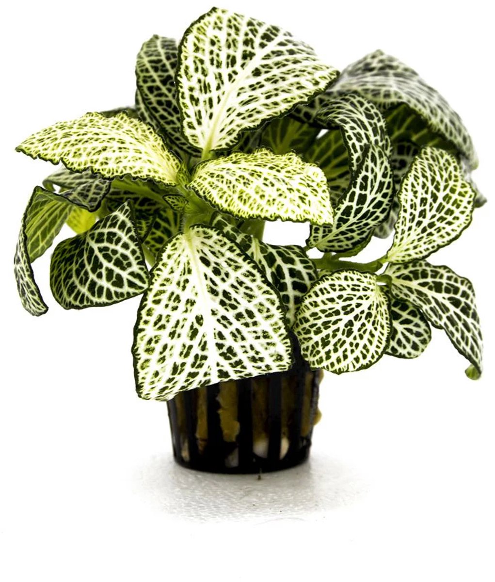 Aquaflora Fittonia ‘Mini White’ In 5 CM Pot