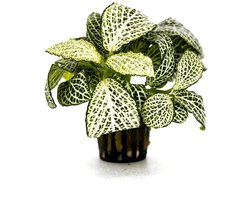 Aquaflora Fittonia â€˜Mini Whiteâ€™ In 5 CM Pot