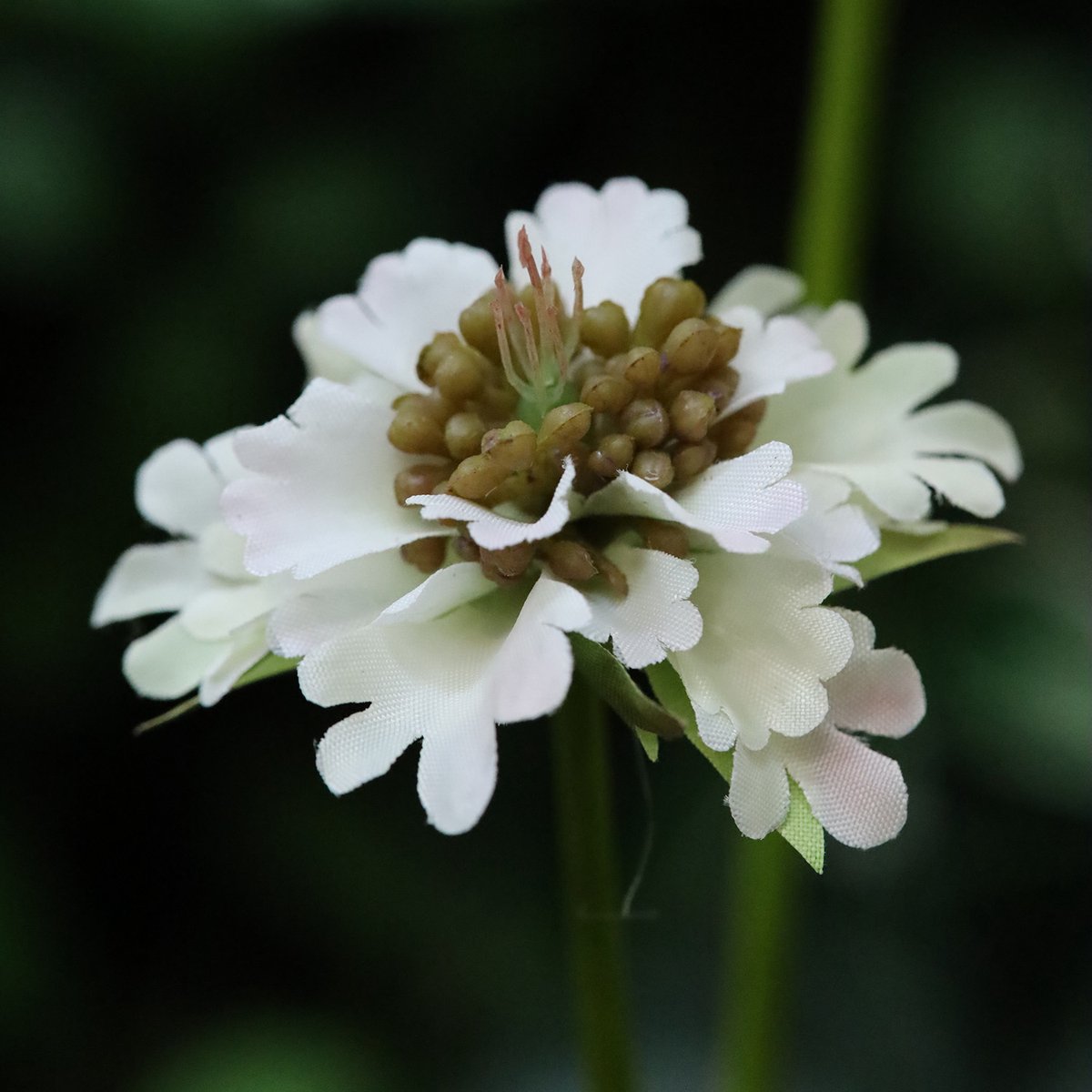 maxifleur Kunstplanten Scabiosa Kunstbloem 77cm Creme