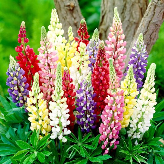 Lupine - Buitenplant - Mix van 5 soorten - Tuinplant - 10 stuks - Meerkleurig - Tuin...