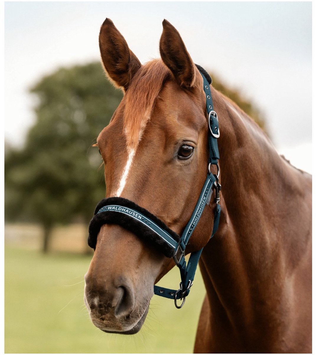 Waldhausen Halster Elegant - Paardenhalster - Petrol Volbloed