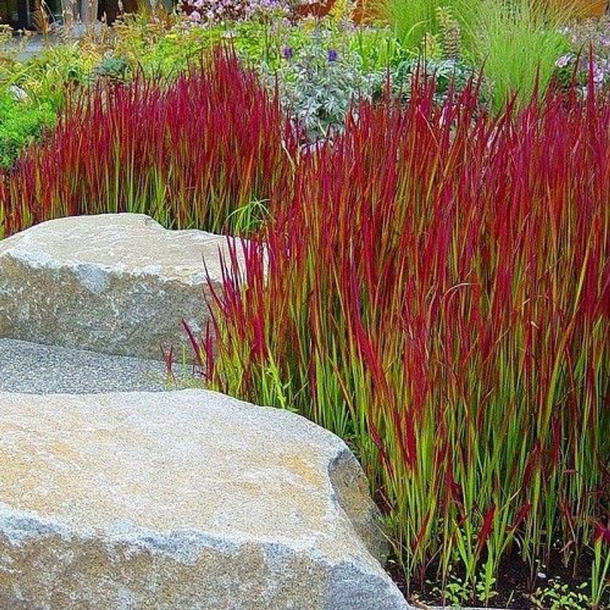 25 x Japans Bloedgras Rood|Groen L - Winterhard Siergras - Tuinplanten - Imperata Red Baron in C1(liter) pot met hoogte 10-20cm