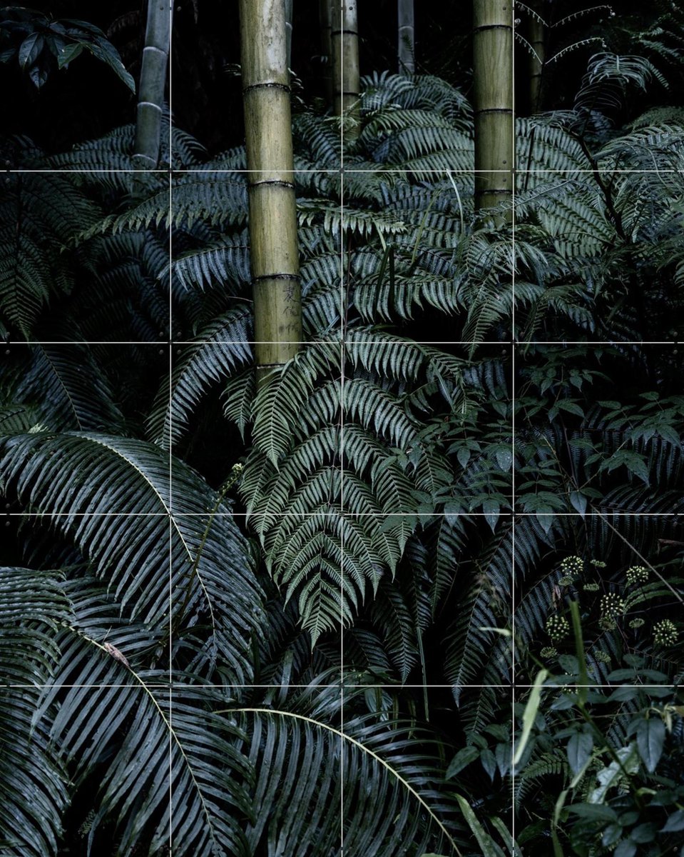 IXXI Bamboo Bush, Photolovers - 80 x 100 cm - Gratis ophangtool - Grote wanddecoratie en posters - Realisme, Naturalisme, Minimalisme, Fotografie