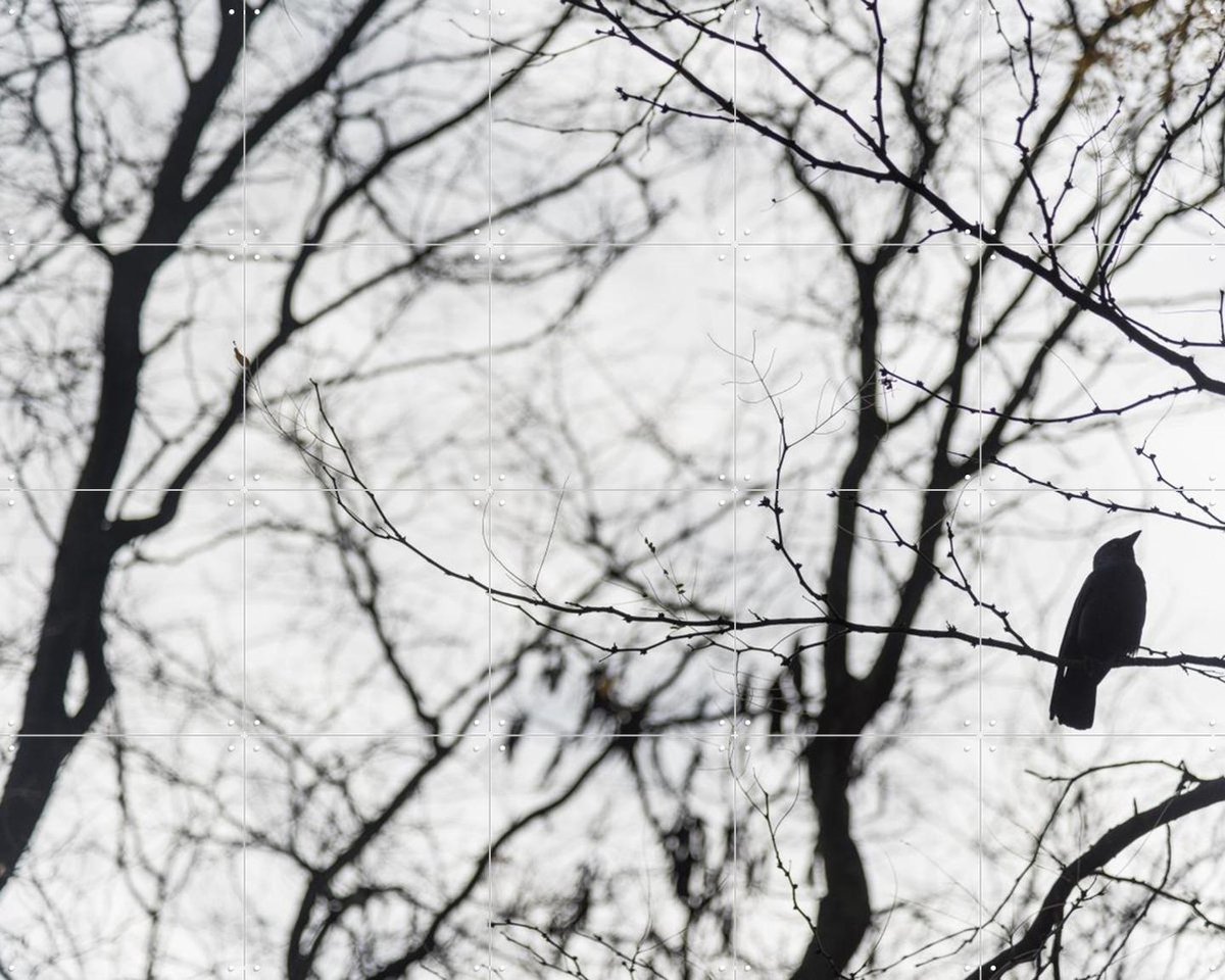 IXXI Birds in a Tree, Photolovers - 100 x 80 cm - Gratis ophangtool - Grote wanddecoratie en posters - Minimalisme, Fotografie, Slaapkamer, Woonkamer