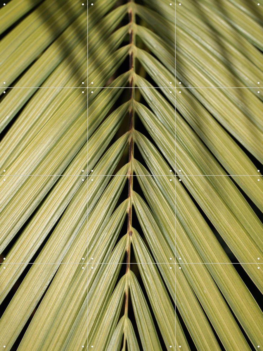 IXXI Tropical, Henrike Schenk - 60 x 80 cm - Gratis ophangtool - Grote wanddecoratie en posters - Kleurrijk, Fotografie, Naturalisme, Slaapkamer