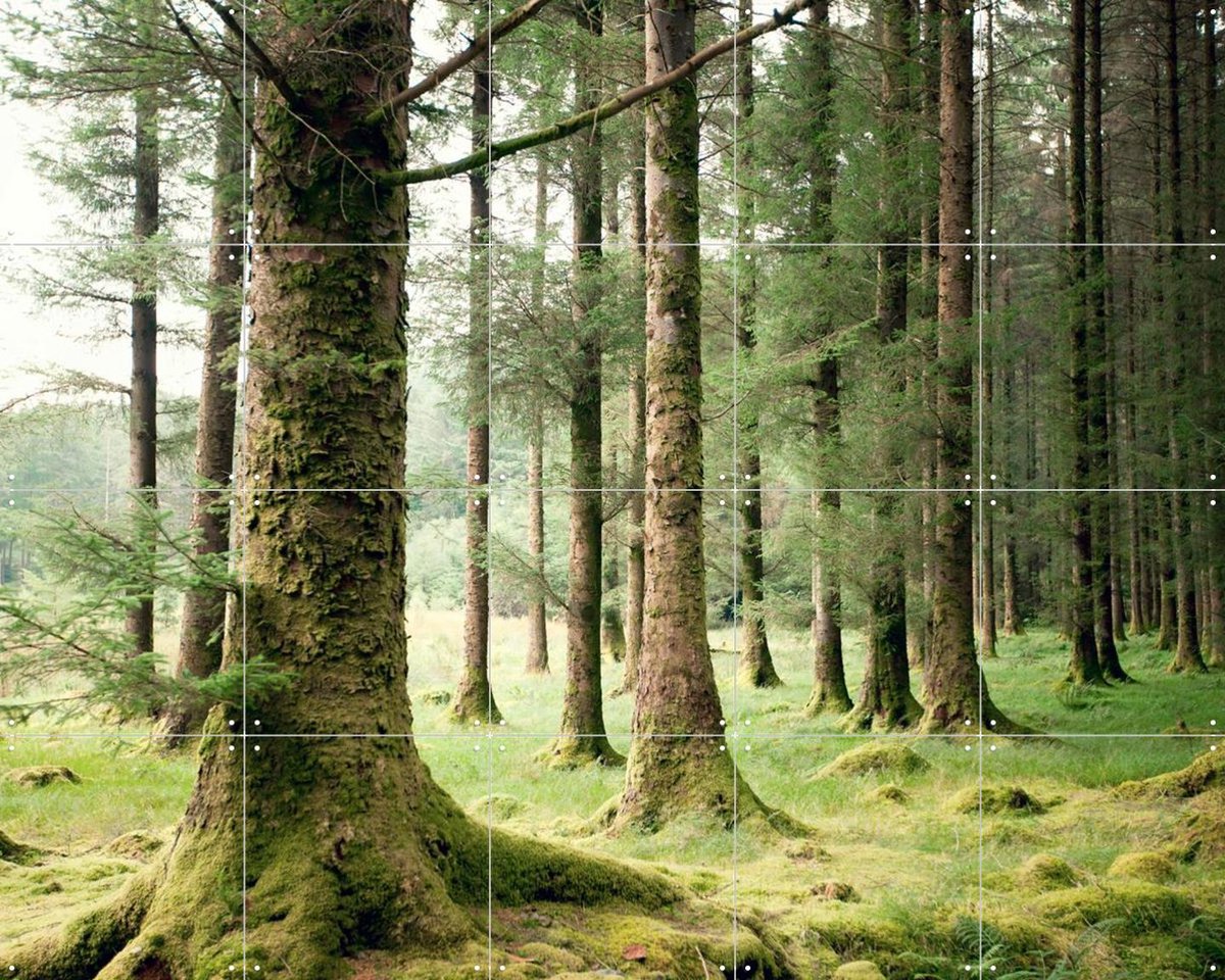 IXXI Forest, Claire Droppert - 100 x 80 cm - Gratis ophangtool - Grote wanddecoratie en posters - Minimalisme, Fotografie, Naturalisme, Realisme