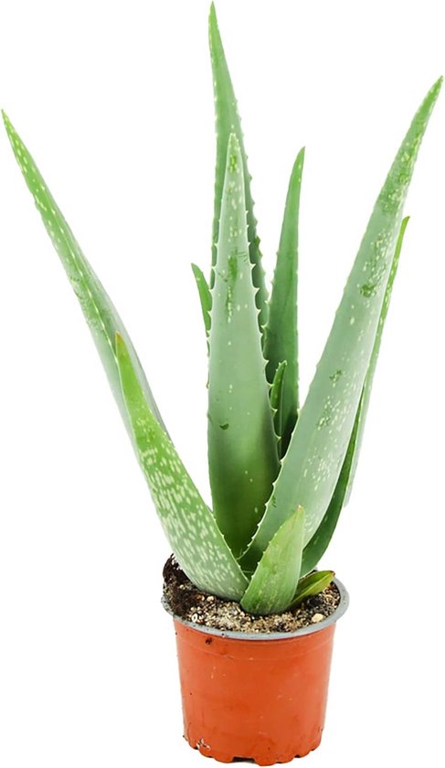 Grote Aloë Vera Plant (35-40 cm) - Luchtreinigende Vetplant voor Binnen