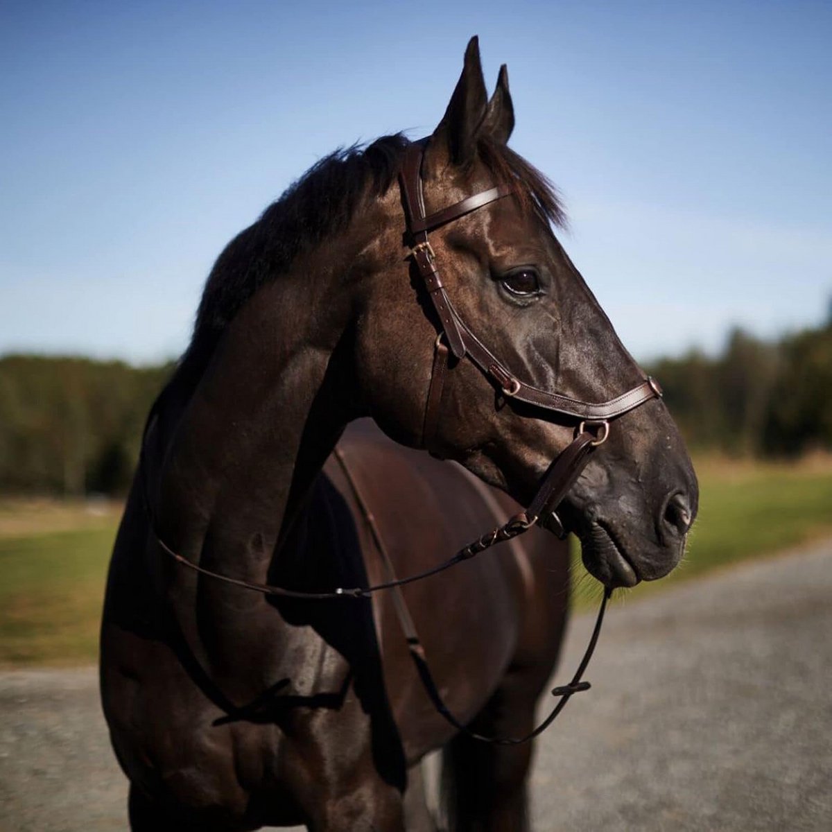Veelzijdig Bitloos Hoofdstel voor Paarden - Hoogwaardig Leder met Rubberen Teugels