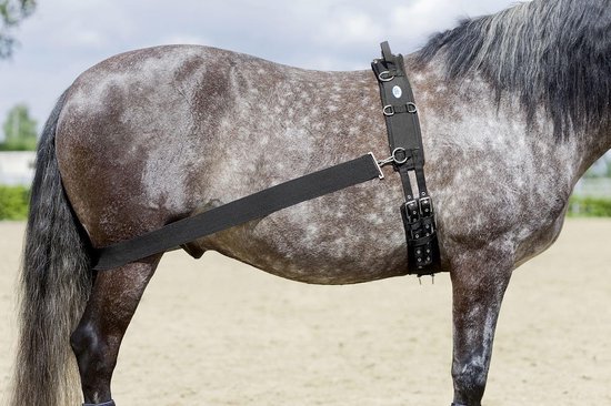 Flexibele Trainingsband Paard voor Longeren en Rijden | Spieropbouw & Houding Verbeteren