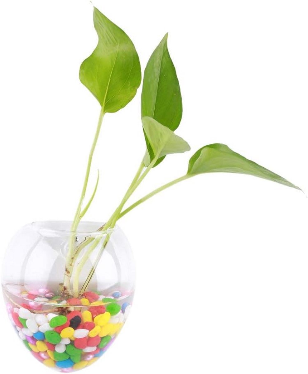 Transparante Glazen Hangvaas voor Planten en Bloemen voor Wanddecoratie