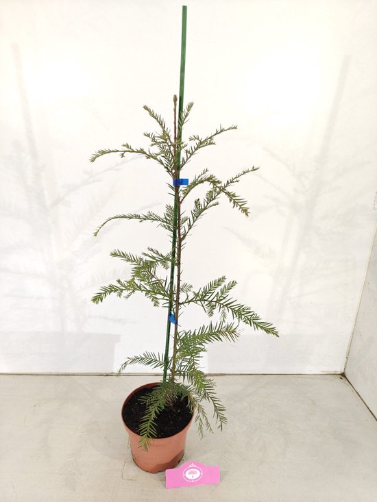Jonge kustmammoetboom met groene naalden, in pot met ondersteuning.