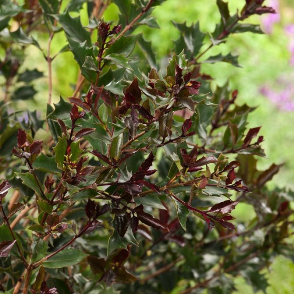 Plants Online BV - Planten - Set van 1 - Schijnhulst 'Purpureus'