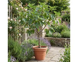 Bloomique - Ficus Carica - Vijgen Boom- Fruitboom - Tuinplanten - Winterhard - Hoogte 130-160 cm - Pot 28 cm