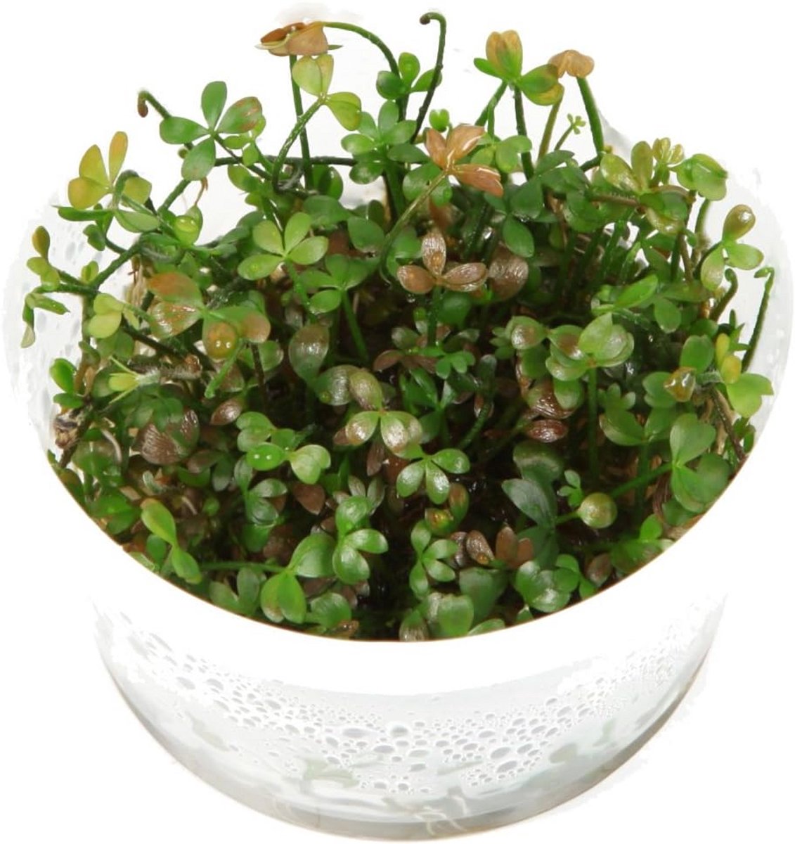 Aquarium Plant Marsilea Hirsuta In Vitro Groei in Water