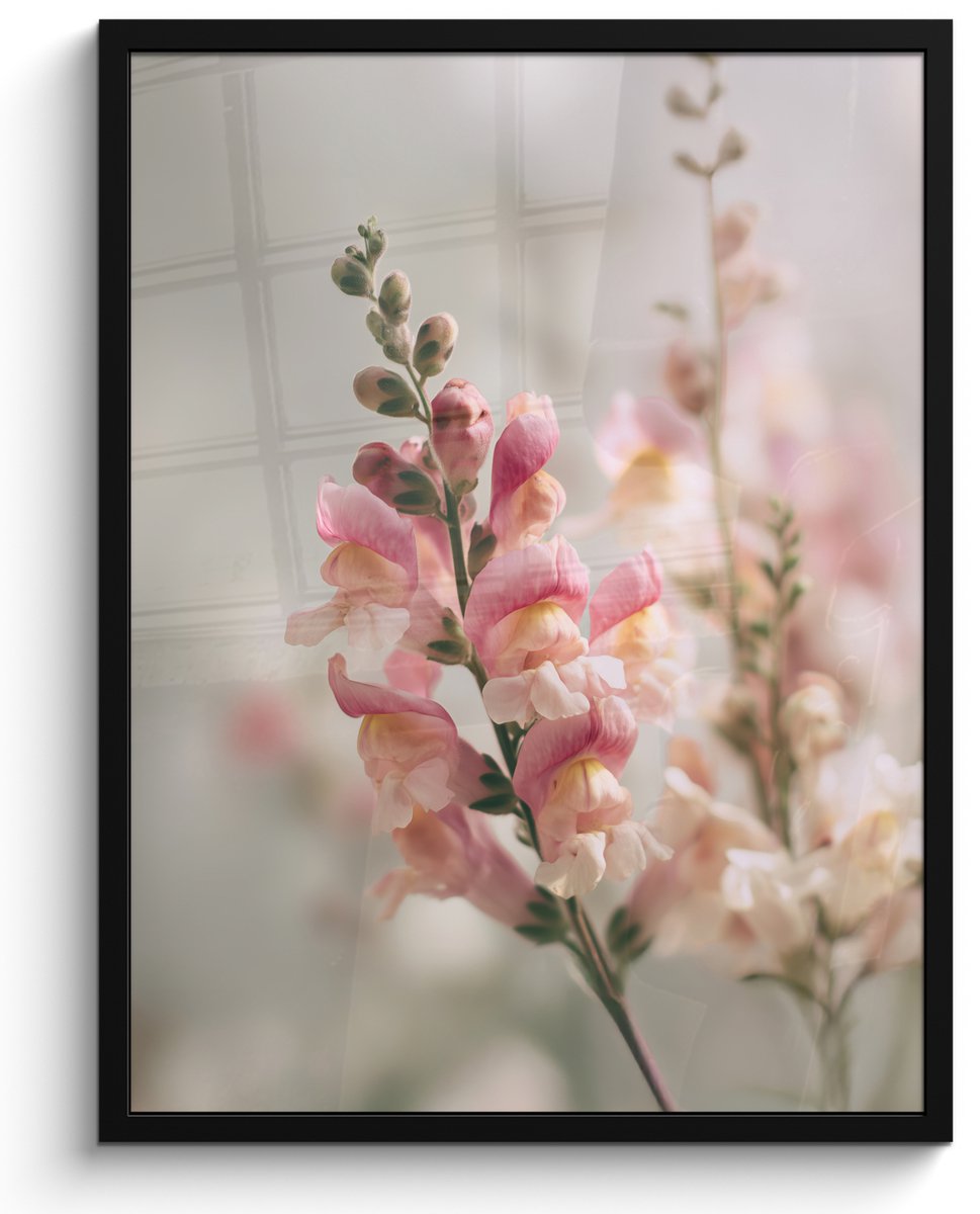 FrameYourWall Poster in lijst - Fotolijst 50x70 cm - Posters - Bloem - Leeuwenbek - Roze - Stengel - Posterlijst zwart - Decoratie - Wanddecoratie woonkamer - Muurdecoratie slaapkamer