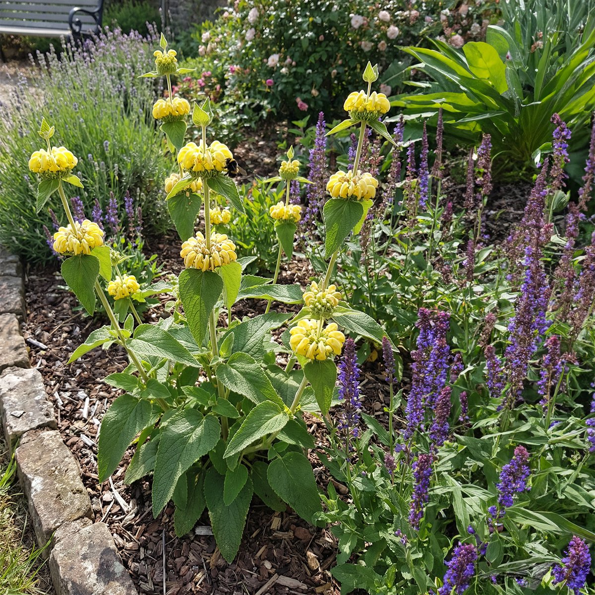 Bloomique - Set van 3 - Phlomis Russeliana - Brandkruid - Rijkbloeiend - Winterhard - Vaste plant 10-20 cm hoog - Pot 9 cm