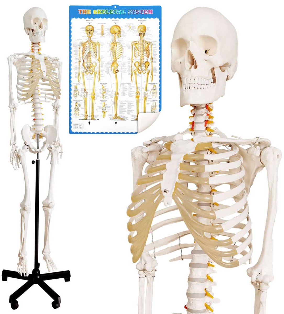 Levensgroot Anatomisch Menselijk Skeletmodel met Zenuwstelsel en Standaard voor Studie
