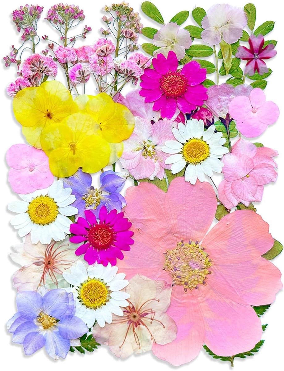 Allecto Plus - 33 stuks roze geperste droogbloemen voor doe-het-zelf handwerk en nageldecoraties met echte natuurlijke bloemblaadjes in grote verpakking