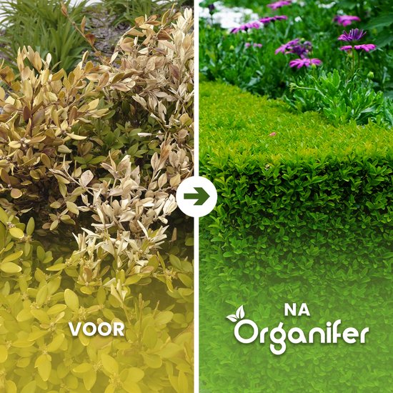 DCM Meststof Hagen, Taxus & Coniferen 10 Kg – Voor een Groene en Sterke Haag
