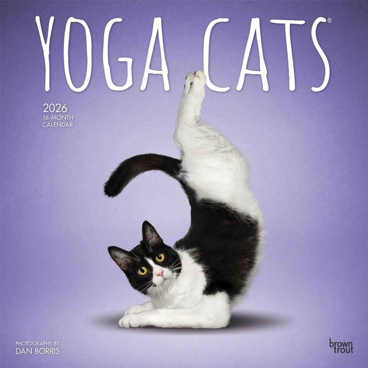 Yoga Cats Kalender 2026