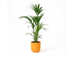 Kentia Palm – Howea Forsteriana – Kamerplant – Luchtzuiverend & Weinig Onderhoud – Hoogte 160cm - Pot Ø26cm – In Stijlvolle Gele Pot – Voor Woonkamer of Kantoor – Makkelijke Plant