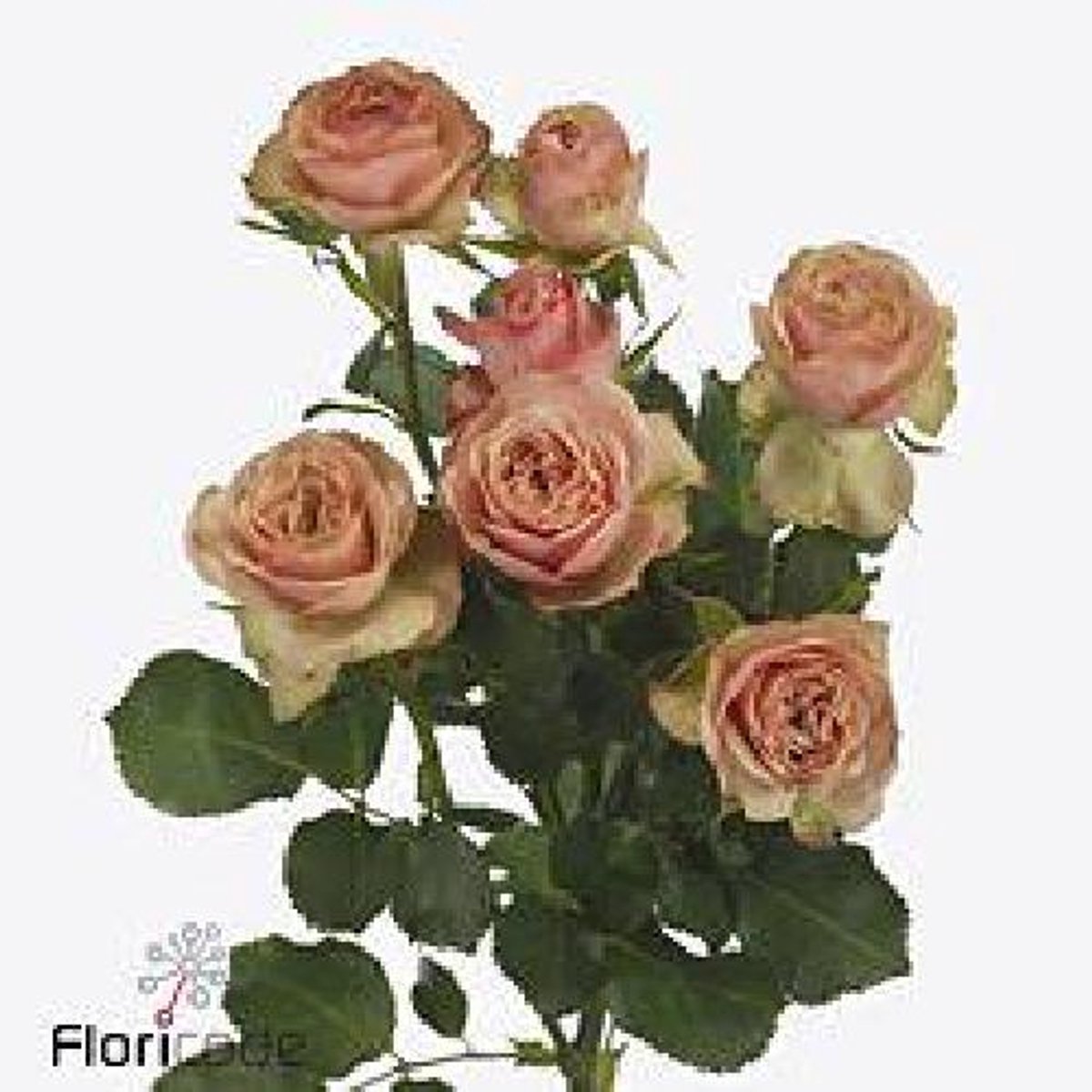 10x Rosa destini 70cm