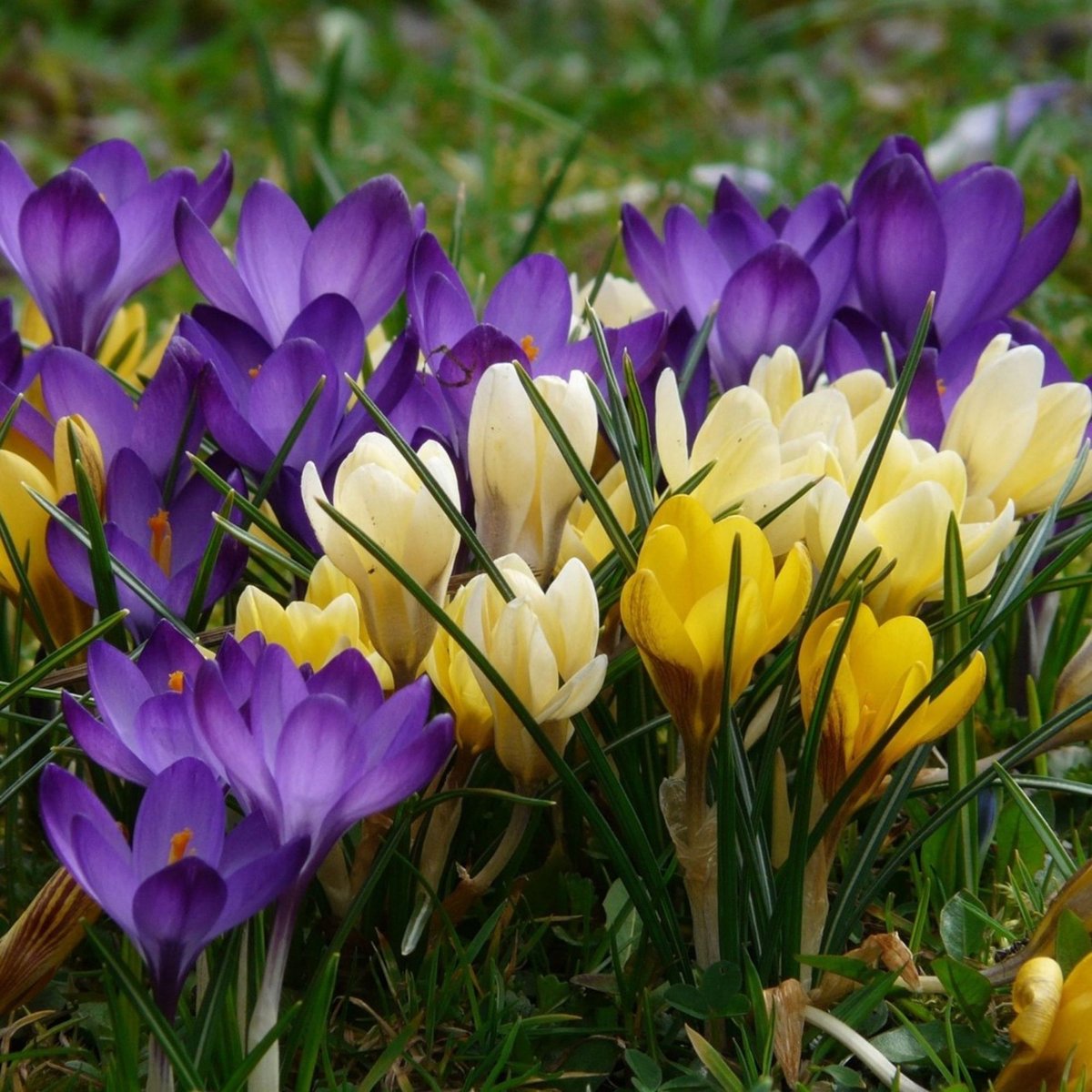 Krokussoorten (Crocus Species) - Krokus Botanisch Gemengd - Crocus mix Grootverpakking - Bijen-Vlinders - (Ook)-Voor in huis - Voorjaarsbollen