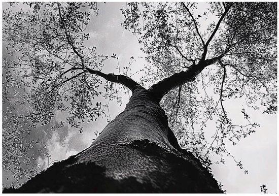 Papier peint noir et blanc représentant un arbre imposant, vu en contre-plongée. Les branches s'étendent dans le ciel.