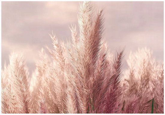 WALLARENA - Fotobehang - 150x105 cm - 3D natuur met rose tarwe voor slaapkamer en salon