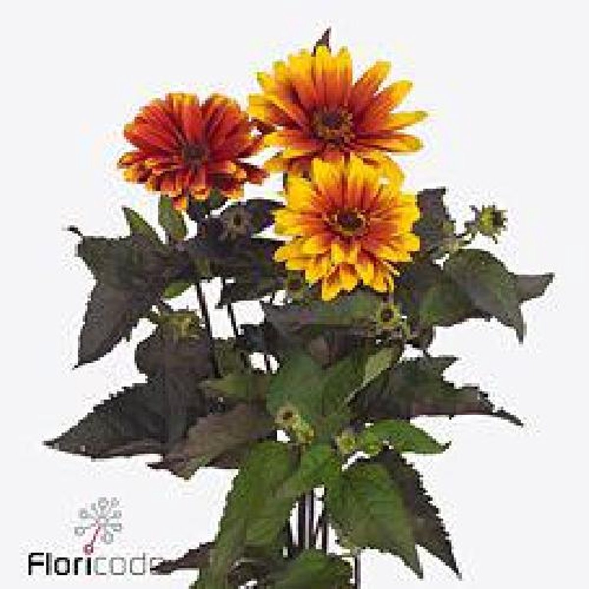 10x Heliopsis color wave 50cm