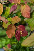 Plants Online - Tuinplanten - Heesters - Set van 1 - Parrotia persica C12 125-150 cm