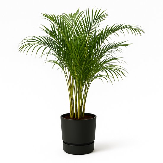 Paradijs in huis met een kamerplant tropisch - Ananas plant