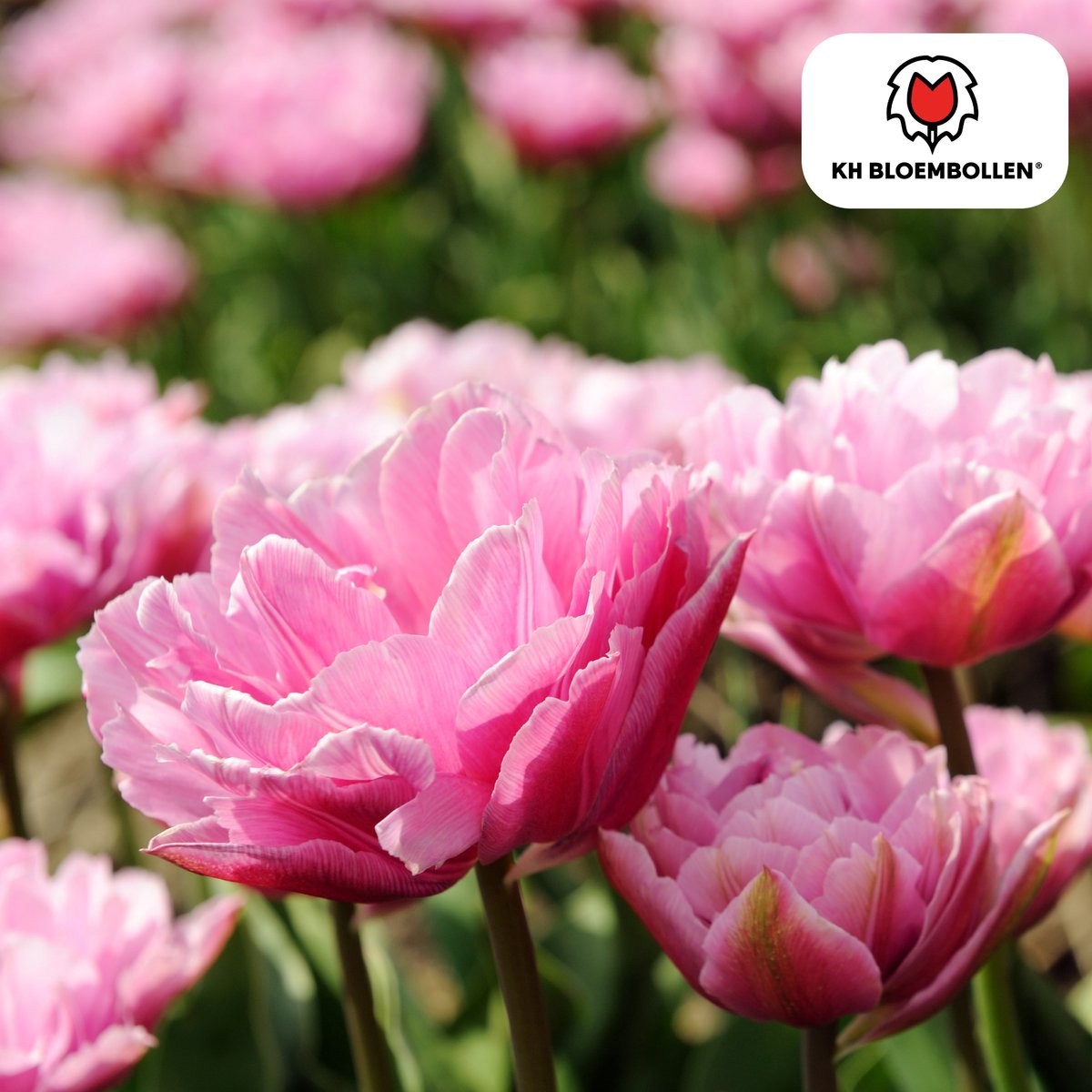 Tuinplantenshop.com | Tulpenbollen 'Columbus' | 20 Stuks | Roze-Witte Dubbele Pioentulp - Ø5cm - 30-50cm hoog - Bloembol - Tuinplant