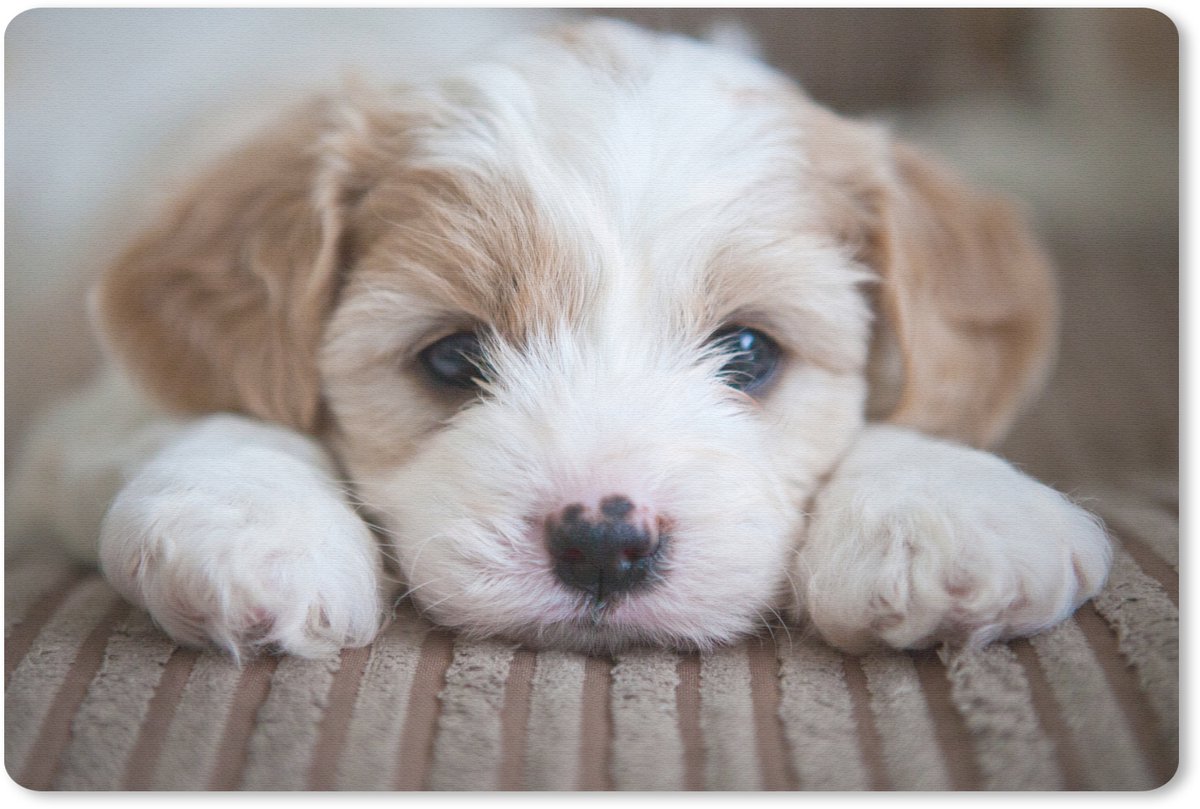 Muismat Puppy - Close-up van een Cavachon puppy muismat rubber - 27x18 cm - Muismat met foto