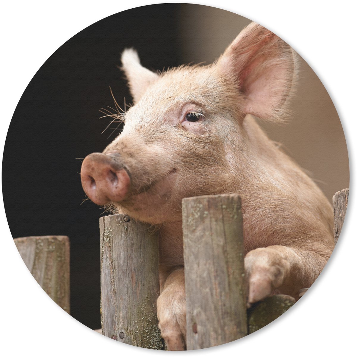Muismat rond 40x40 cm - Mousepad Varken - Dier - Hek - Ronde muismatten