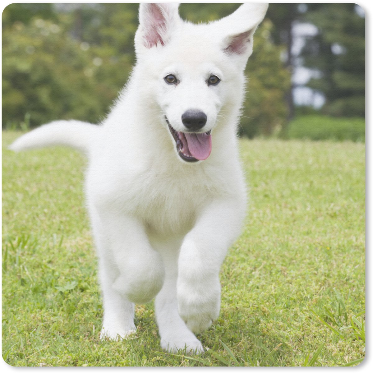 Muismat 20x20 cm - Mousepad De puppy van een witte Duitse herder - Muismatten
