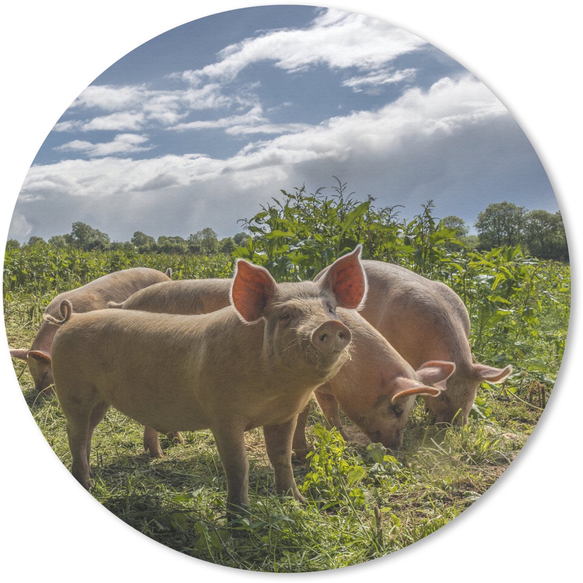 Muismat rond 20x20 cm - Mousepad Varkens - Gras - Wolken - Ronde muismatten