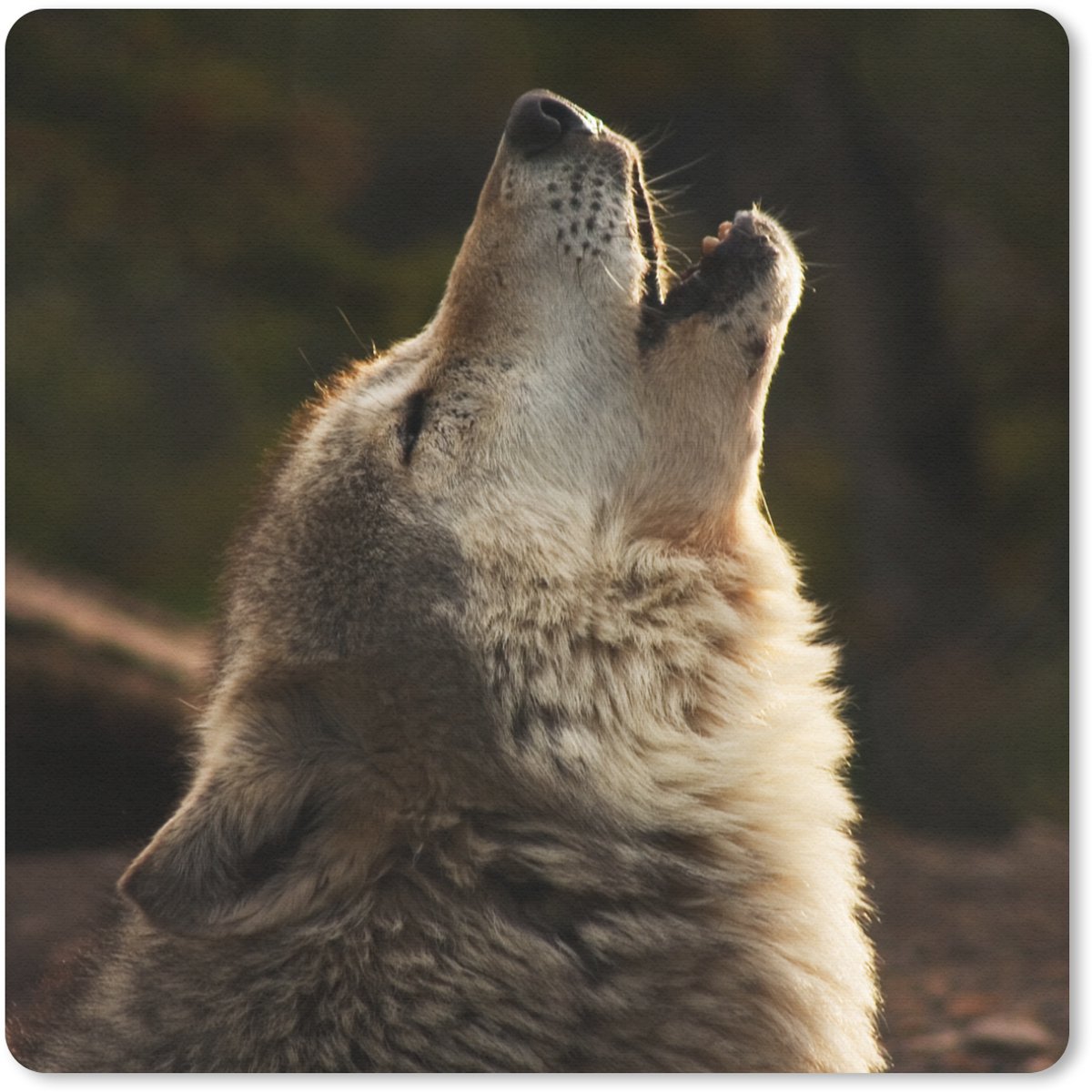 Muismat 30x30 cm - Mousepad Wolf - Grijs - Dieren - Muismatten