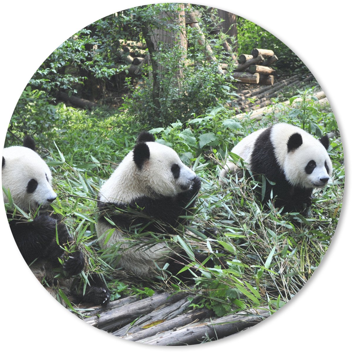 Muismat rond 50x50 cm - Mousepad Panda - Natuur - Bamboe - Ronde muismatten