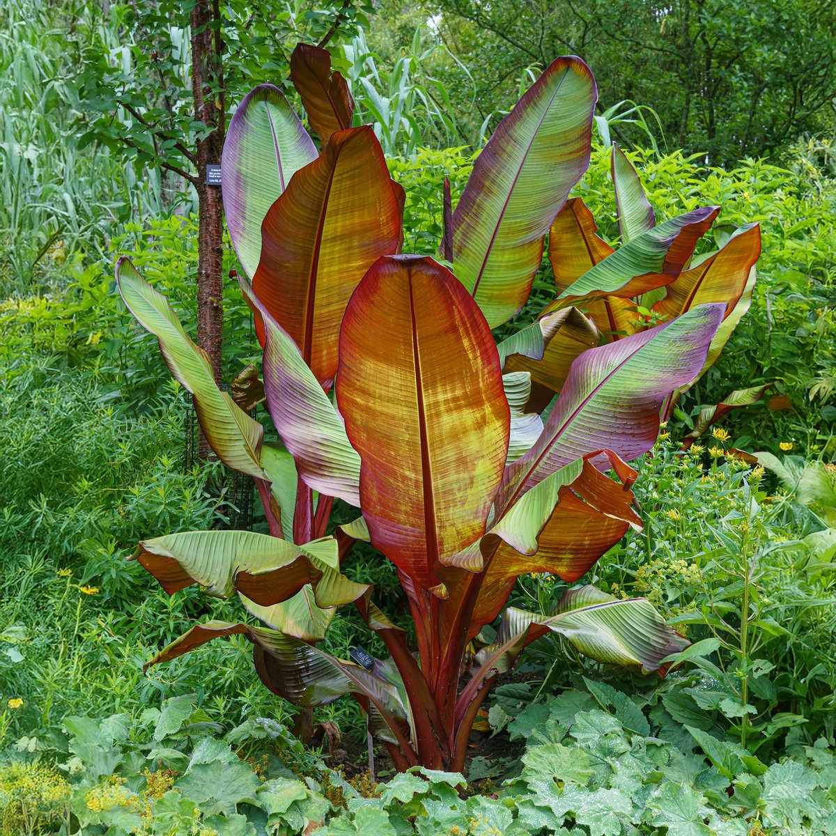 Ensete Maurelli 4 Lijst alle Ensete ventricosum Maurelli