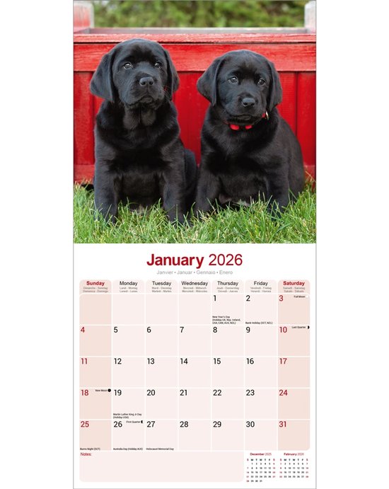 Calendrier Labrador Retriever Zwart 2026