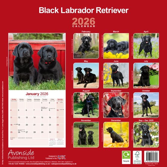 Calendrier Labrador Retriever Zwart 2026