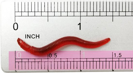 1,6 inch vissen zacht kunstaas forel worm regenworm aas levensechte nep bloedworm larven worm zacht kunstaas aas van NoEnName_Null — afbeelding 3